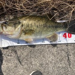 春こそライトリグ