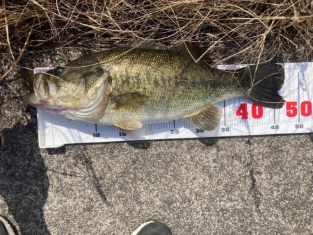 春こそライトリグ