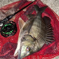 ヘチってきました