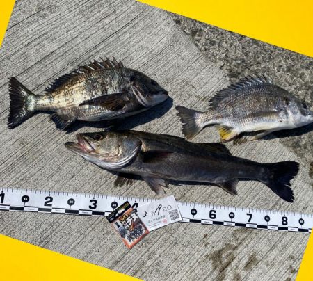 久しぶりに長い時間前日に雨が降り