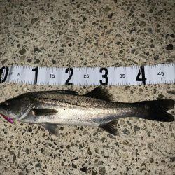 雨前のシーバスゲーム