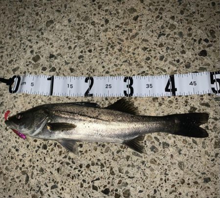 雨前のシーバスゲーム