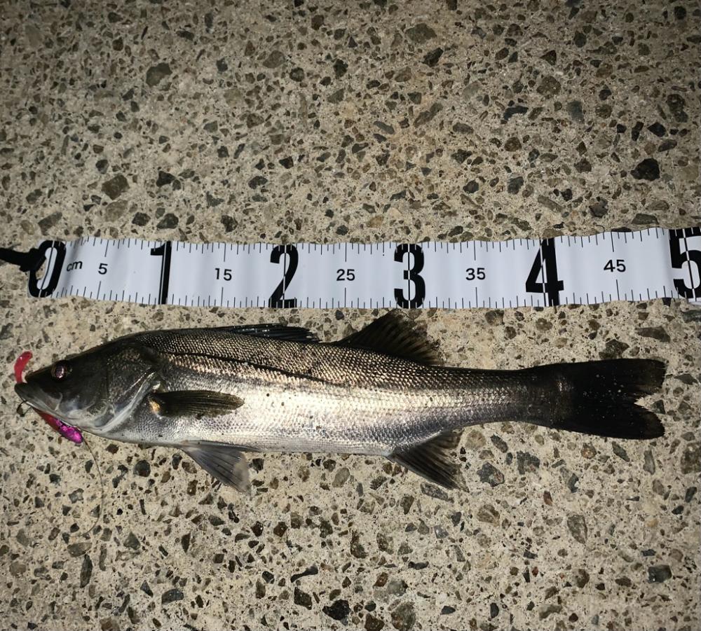 雨前のシーバスゲーム