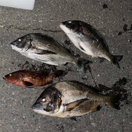 ボートチヌジギング