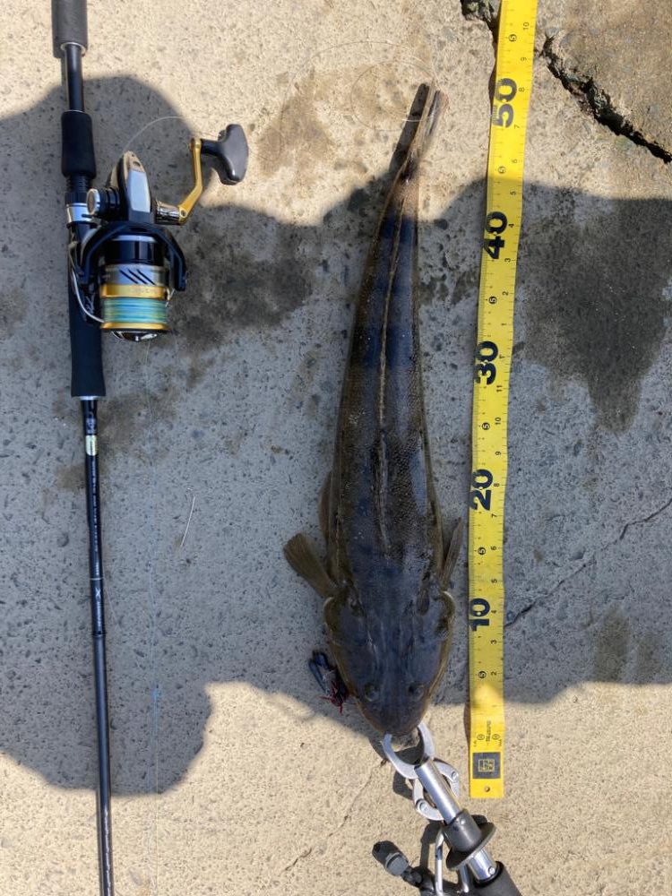 お花見フィッシング