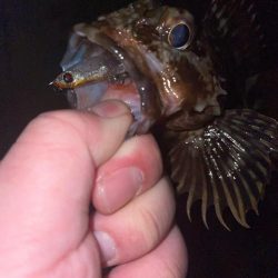 久しぶりにライトゲーム