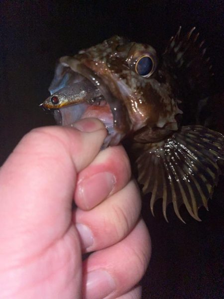 久しぶりにライトゲーム