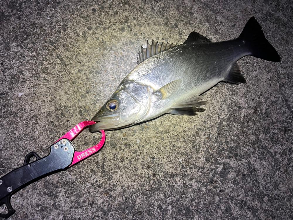 鯵を探して三千里 Vol.35