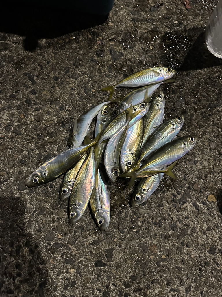 今日もまずまず