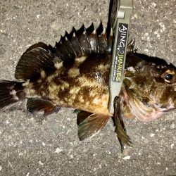 メバル調査で釣果はガッシー