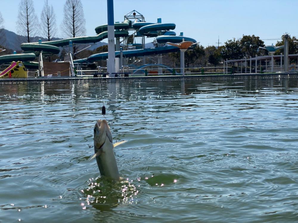 亀岡　かめプー　かめぷー