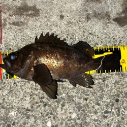 湾奥メバリング