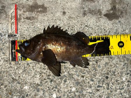 湾奥メバリング