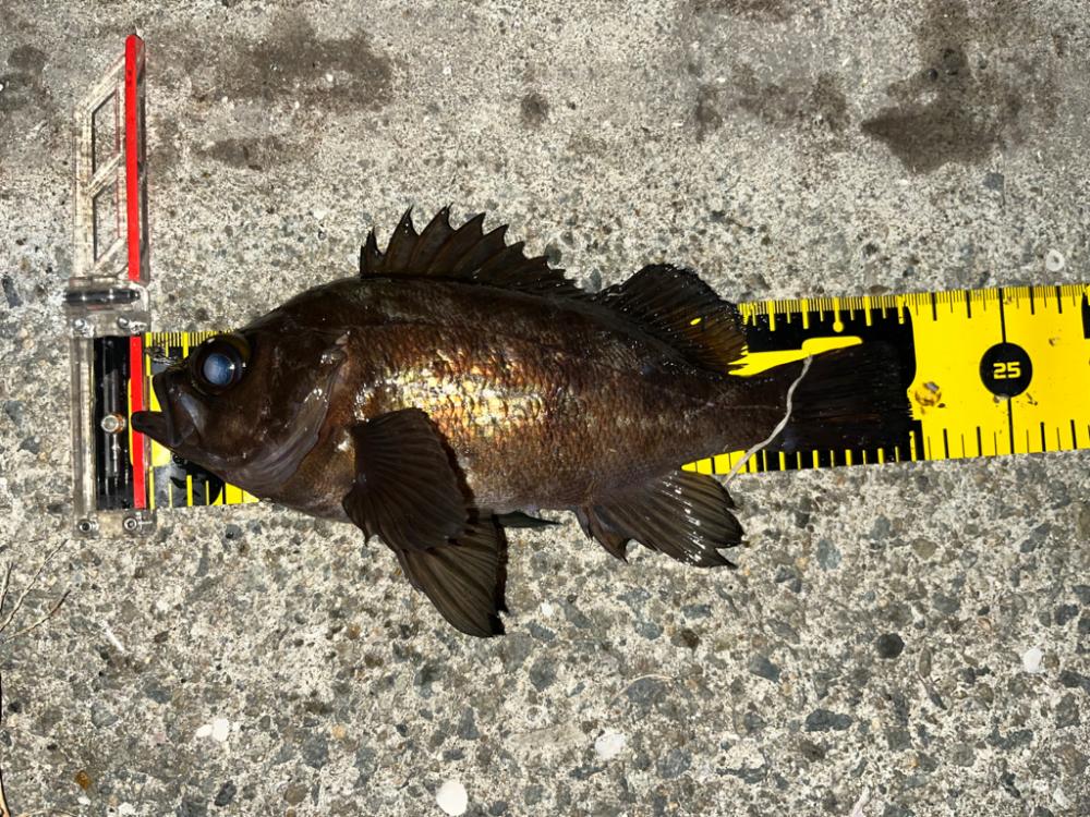 湾奥メバリング