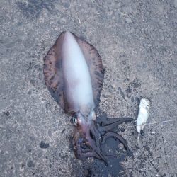 久しぶりの春アオリ