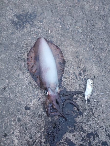 久しぶりの春アオリ