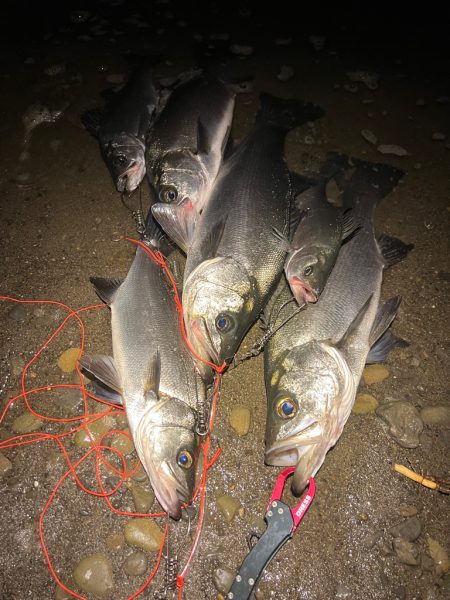 シーバスを探して三千里 Vol.2