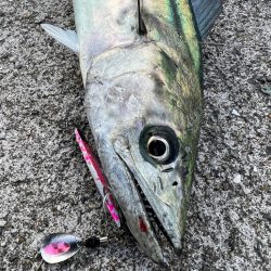 ジャクアイマキマキでサゴシ