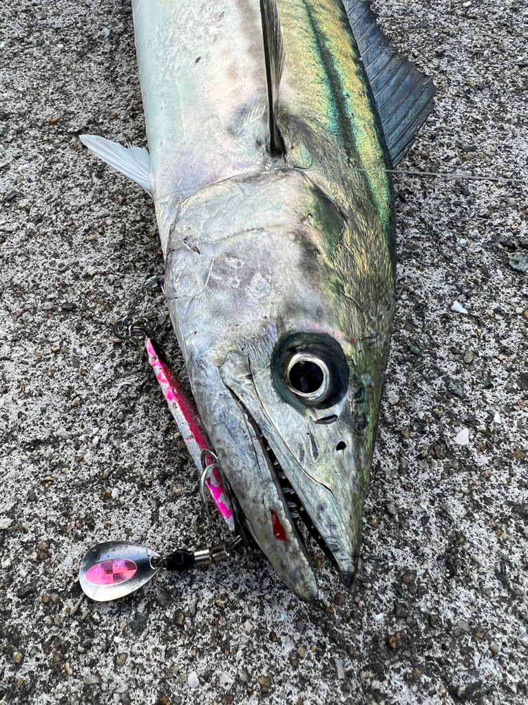 ジャクアイマキマキでサゴシ