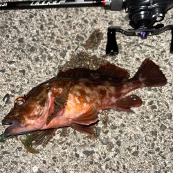 ロックフィッシュ