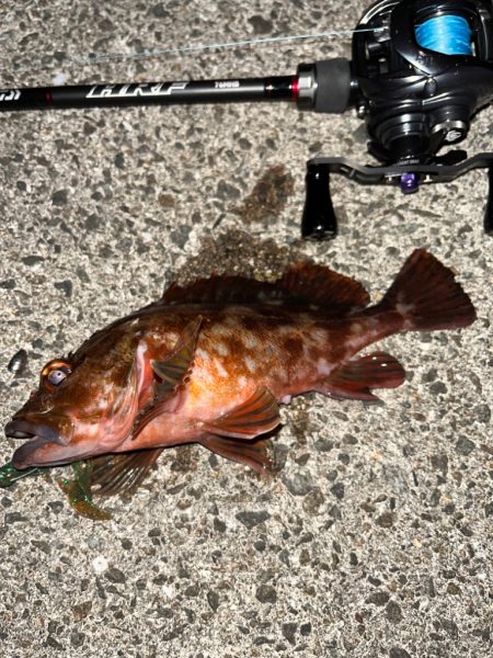 ロックフィッシュ