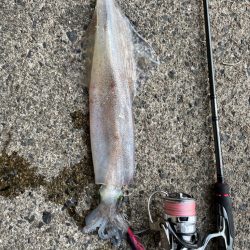 いいサイズでました⤴…