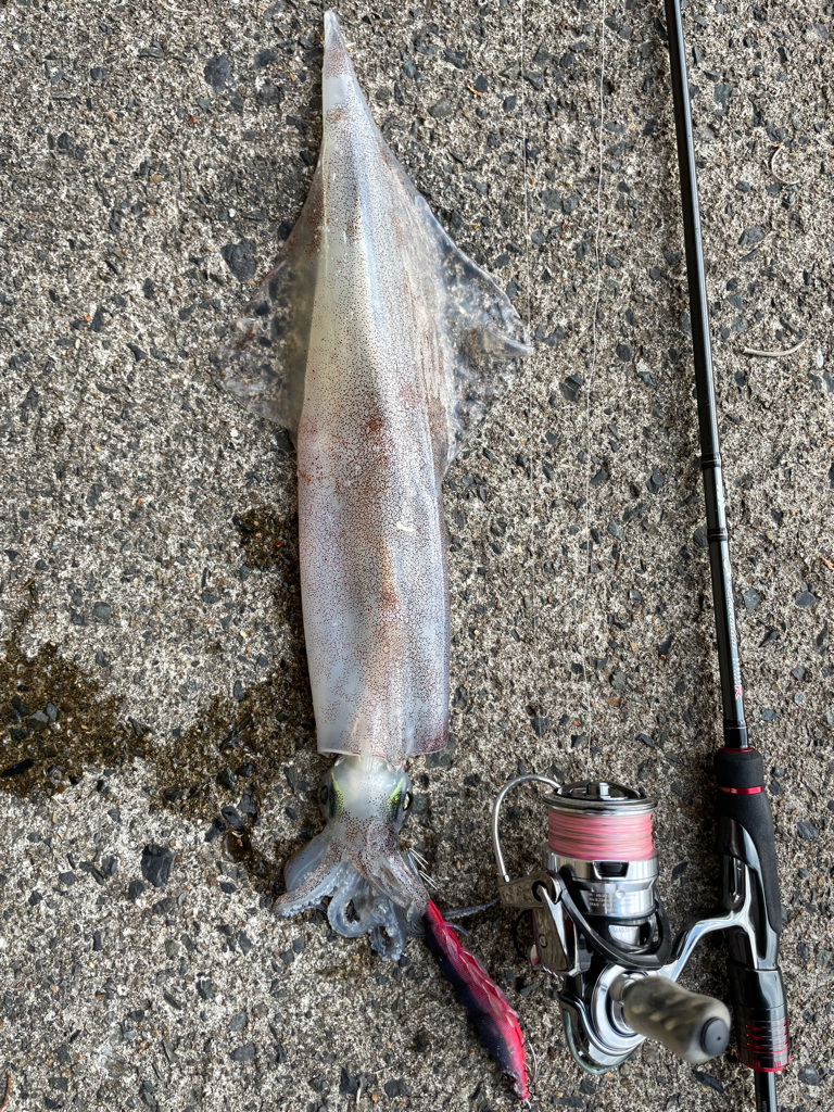 いいサイズでました⤴️