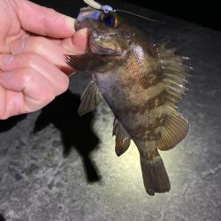 渋い大潮の干潮