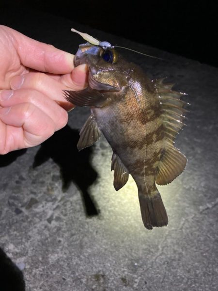 渋い大潮の干潮