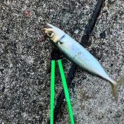 メバル狙い…？