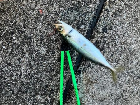 メバル狙い…？