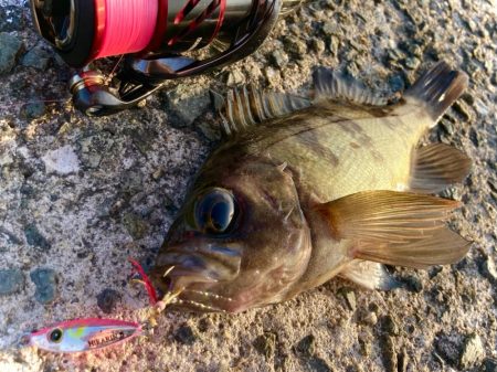 ヒラリンでメバリングゲームにゃ！