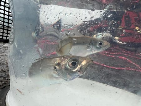 鯵を探して三千里 Vol.36