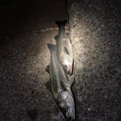 1時間で2キャッチ！