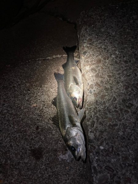 1時間で2キャッチ！