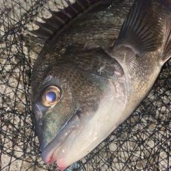 ヘチってきました