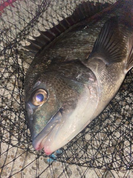 ヘチってきました