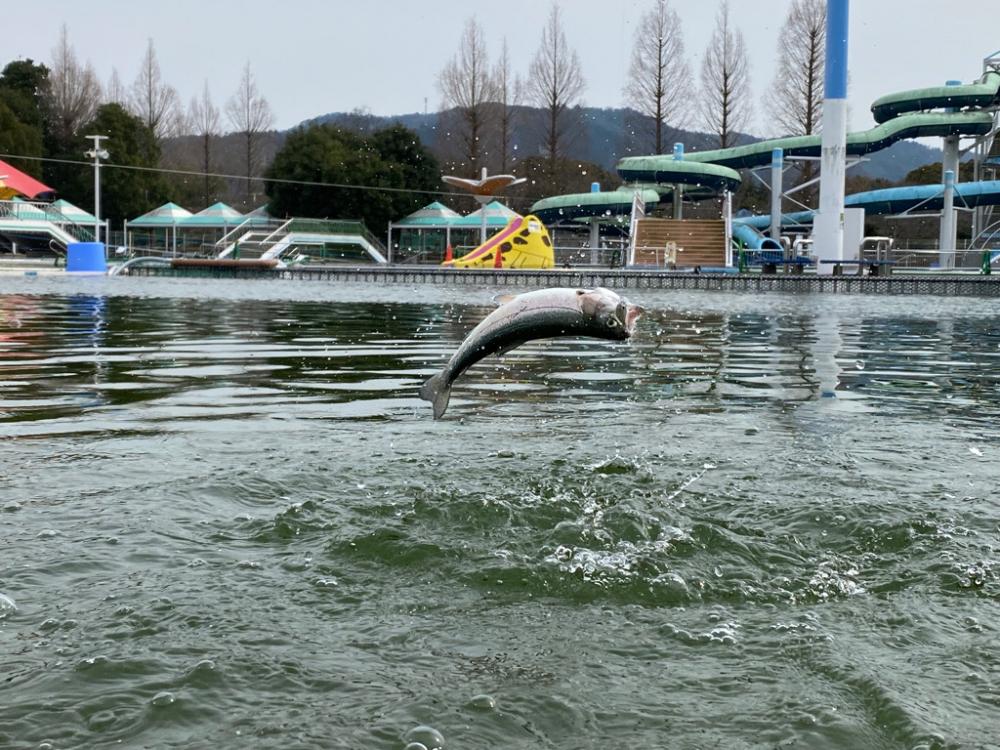 亀プー　エリアトラウト