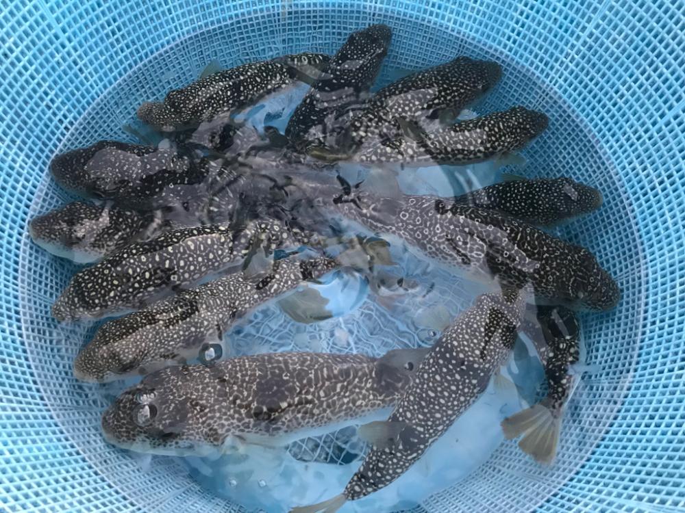 室津カットウ釣り