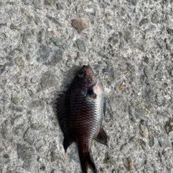 娘とサビキ釣りに行きました