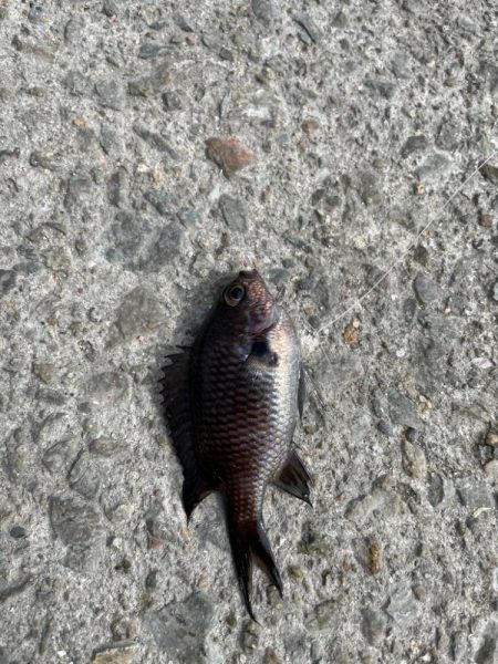 娘とサビキ釣りに行きました