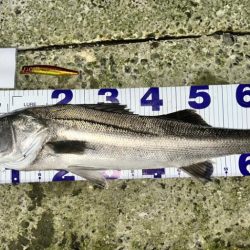 TBFCに参戦してみたっ！