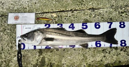 TBFCに参戦してみたっ！