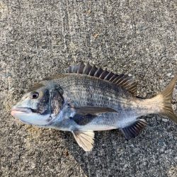 メバルのお出まし