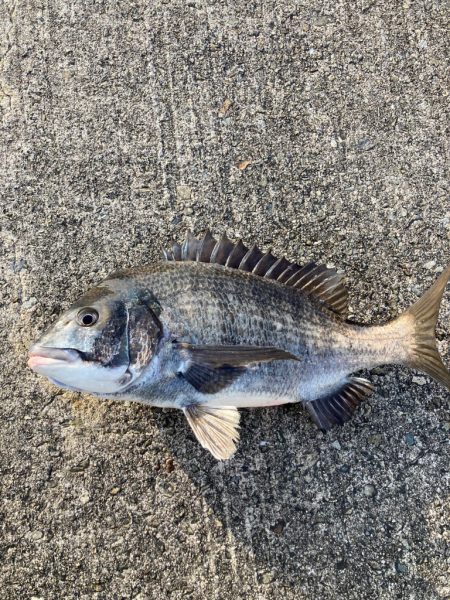 メバルのお出まし