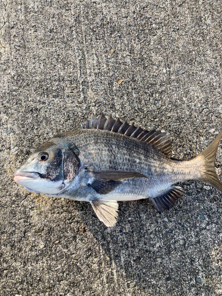 メバルのお出まし