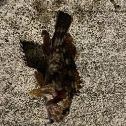 ノマセには反応無し