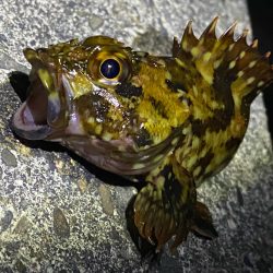 今シーズン初ショアジギ