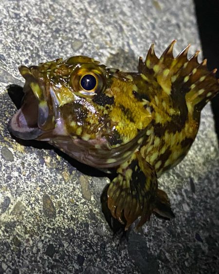 今シーズン初ショアジギ