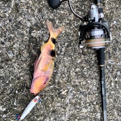 奄美釣り旅2日目